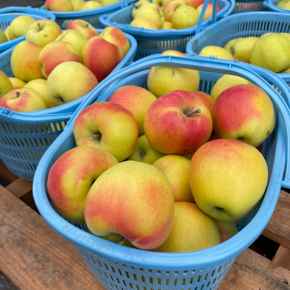 【ふるさと納税】＜2025年11月中旬よりお届け＞ 北海道壮瞥町 りんご 「ぐんま名月」8〜10玉約3kg ふるさと納税 人気 おすすめ ランキング りんご リンゴ 林檎 ぐんま名月 甘い 蜜 北海道 壮瞥町 送料無料 SBTF004 サムネイル3