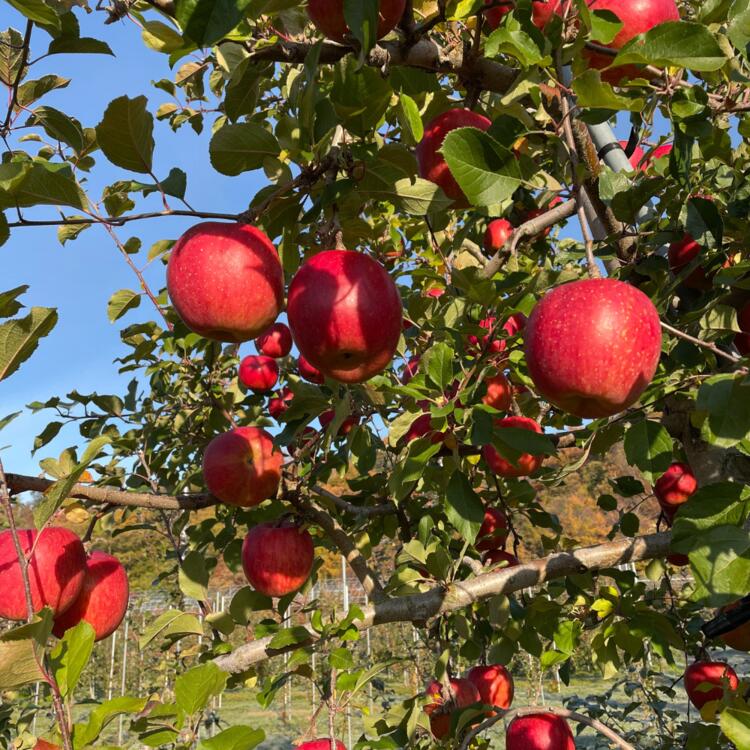 【ふるさと納税】＜2025年12月上旬よりお届け＞北海道壮瞥町　りんご　品種名「サンふじ」8〜10玉約3kg ふるさと納税 人気 おすすめ ランキング りんご リンゴ 林檎 サンふじ ふじ 甘い ジューシー 北海道 壮瞥町 送料無料 SBTF006 サムネイル2