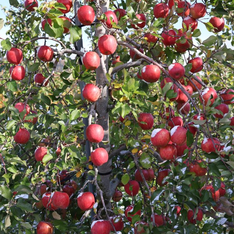 【ふるさと納税】＜2025年12月上旬よりお届け＞北海道壮瞥町　りんご　品種名「サンふじ」8〜10玉約3kg ふるさと納税 人気 おすすめ ランキング りんご リンゴ 林檎 サンふじ ふじ 甘い ジューシー 北海道 壮瞥町 送料無料 SBTF006 サムネイル3