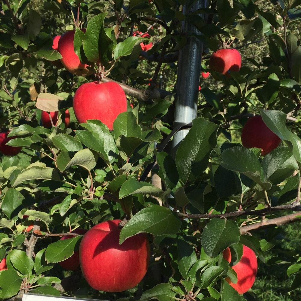 【ふるさと納税】＜2025年10月下旬よりお届け＞ 北海道壮瞥町 りんご 「シナノスイート」8〜10玉約3kg 【 ふるさと納税 人気 おすすめ ランキング りんご リンゴ 林檎 シナノスイート 甘い ジューシー 北海道 壮瞥町 送料無料 】SBTF003 サムネイル2