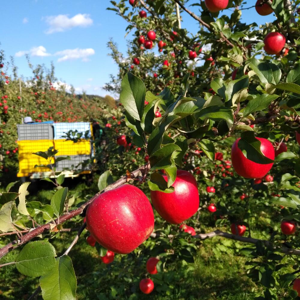【ふるさと納税】＜2025年10月下旬よりお届け＞ 北海道壮瞥町 りんご 「シナノスイート」8〜10玉約3kg 【 ふるさと納税 人気 おすすめ ランキング りんご リンゴ 林檎 シナノスイート 甘い ジューシー 北海道 壮瞥町 送料無料 】SBTF003 サムネイル3