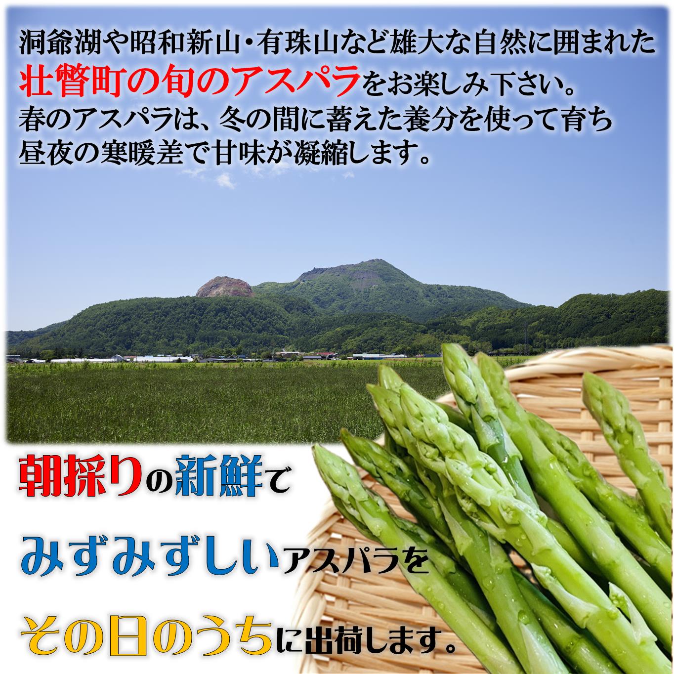 【ふるさと納税】朝採れ直送 グリーンアスパラ約1kg（M・L混合）＜2026年5月中旬頃よりお届け＞【アスパラガス アスパラ 野菜 春 春芽 新鮮 旬 とれたて 北海道 壮瞥町 クール便 送料無料 人気 おすすめ ランキング】 SBTM001 - 画像2