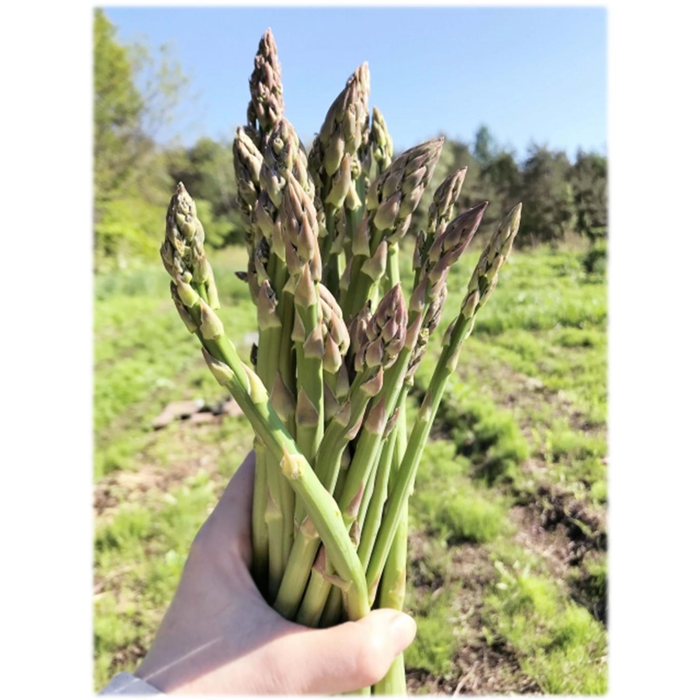 【ふるさと納税】朝採れ直送 グリーンアスパラ約1kg（M・L混合）＜2026年5月中旬頃よりお届け＞【アスパラガス アスパラ 野菜 春 春芽 新鮮 旬 とれたて 北海道 壮瞥町 クール便 送料無料 人気 おすすめ ランキング】 SBTM001 - 画像3