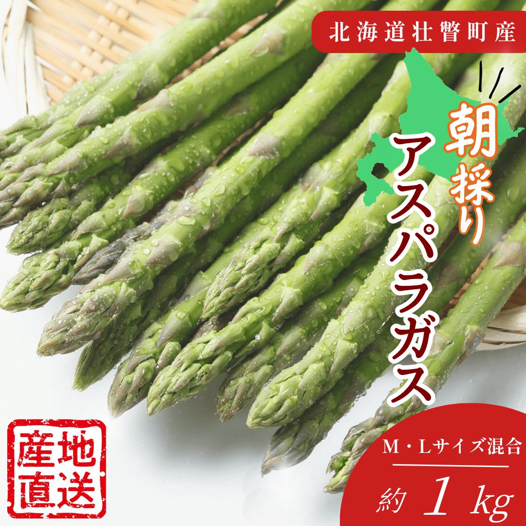 朝採れ直送 グリーンアスパラ約1kg（M・L混合）＜2026年5月中旬頃よりお届け＞【アスパラガス アスパラ 野菜 春 春芽 新鮮 旬 とれたて 北海道 壮瞥町 クール便 送料無料 人気 おすすめ ランキング】 SBTM001