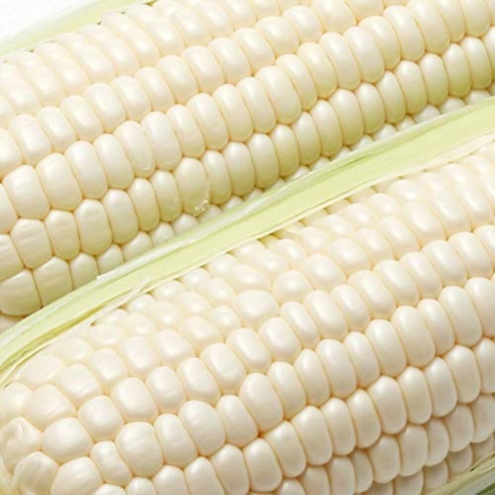 【ふるさと納税】＜2026年8月中旬よりお届け＞【朝採り】北海道壮瞥町産　ホワイトコーン「ピュアホワイト」Lサイズ以上6本（約2.5kg）ふるさと納税 人気 おすすめ ランキング ピュアホワイト 白い 白 トウモロコシ とうもろこし 野菜 甘い 北海道 壮瞥町 送料無料 SBTQ004 サムネイル2