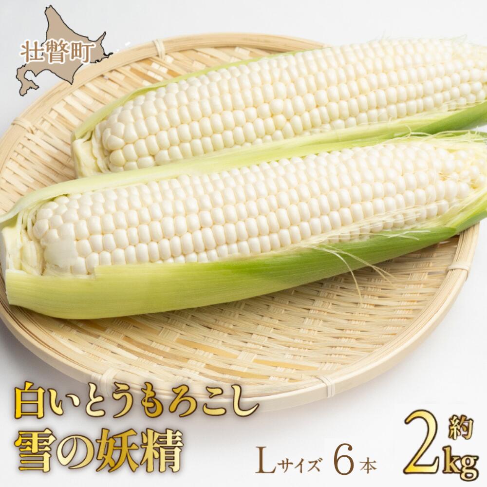 ＜2026年8月下旬よりお届け＞【朝採り】北海道壮瞥産 白いとうもろこし「雪の妖精」Lサイズ6本(約2kg) 【 ふるさと納税 人気 おすすめ ランキング ホワイトコーン 雪の妖精 白い 白 トウモロコシ とうもろこし 野菜 甘い 北海道 壮瞥町 送料無料 】 SBTQ005