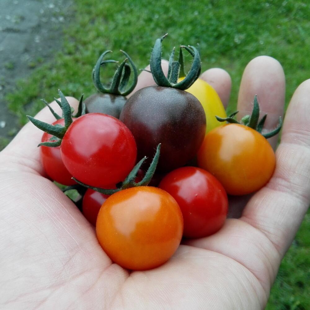 【ふるさと納税】＜2026年7月上旬よりお届け＞北海道壮瞥産 大作農園のカラフルミニトマト約1.5kg(5種以上) ふるさと納税 人気 おすすめ ランキング トマト とまと ミニトマト アイコ 野菜 おいしい 大容量 北海道 壮瞥町 送料無料 SBTR002 - 画像2