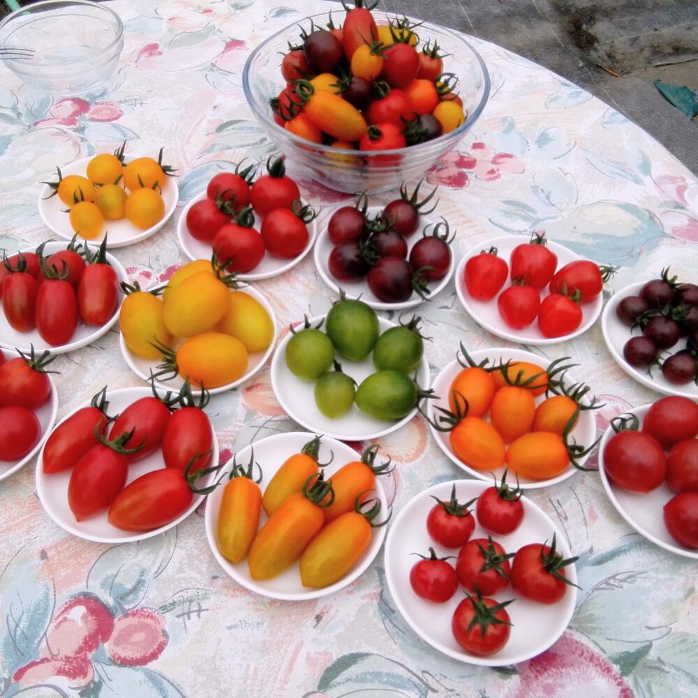 【ふるさと納税】＜2026年7月上旬よりお届け＞北海道壮瞥産 大作農園のカラフルミニトマト約1.5kg(5種以上) ふるさと納税 人気 おすすめ ランキング トマト とまと ミニトマト アイコ 野菜 おいしい 大容量 北海道 壮瞥町 送料無料 SBTR002 - 画像3