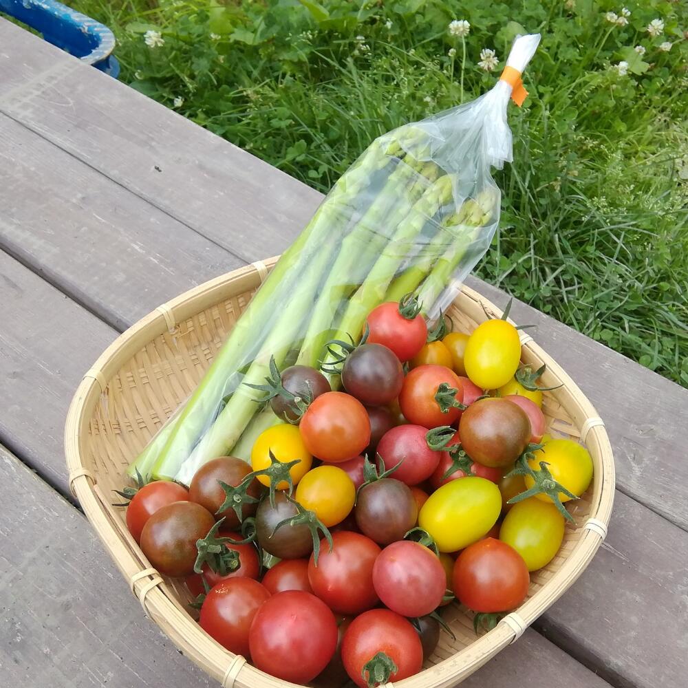 【ふるさと納税】＜2026年7月上旬よりお届け＞北海道壮瞥町産　大作農園「夏アスパラとカラフルミニトマト」のセット約1kg 先行予約 ふるさと納税 人気 おすすめ ランキング アスパラ あすぱら トマト とまと ミニトマト 野菜 セット 北海道 壮瞥町 送料無料 SBTR004 - 画像3