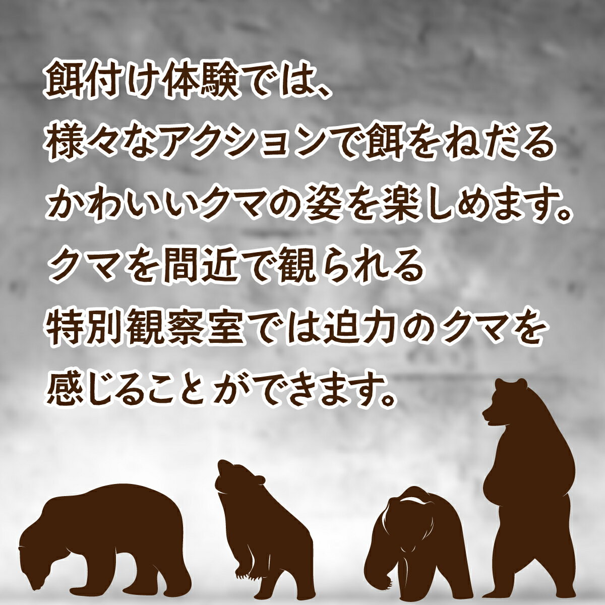 【ふるさと納税】昭和新山熊牧場入場券4枚 【 ふるさと納税 人気 おすすめ ランキング チケット 入場券 昭和新山 熊牧場 熊 クマ くま エゾヒグマ ヒグマ 観光 北海道 壮瞥町 送料無料 】 SBTZ001 サムネイル2