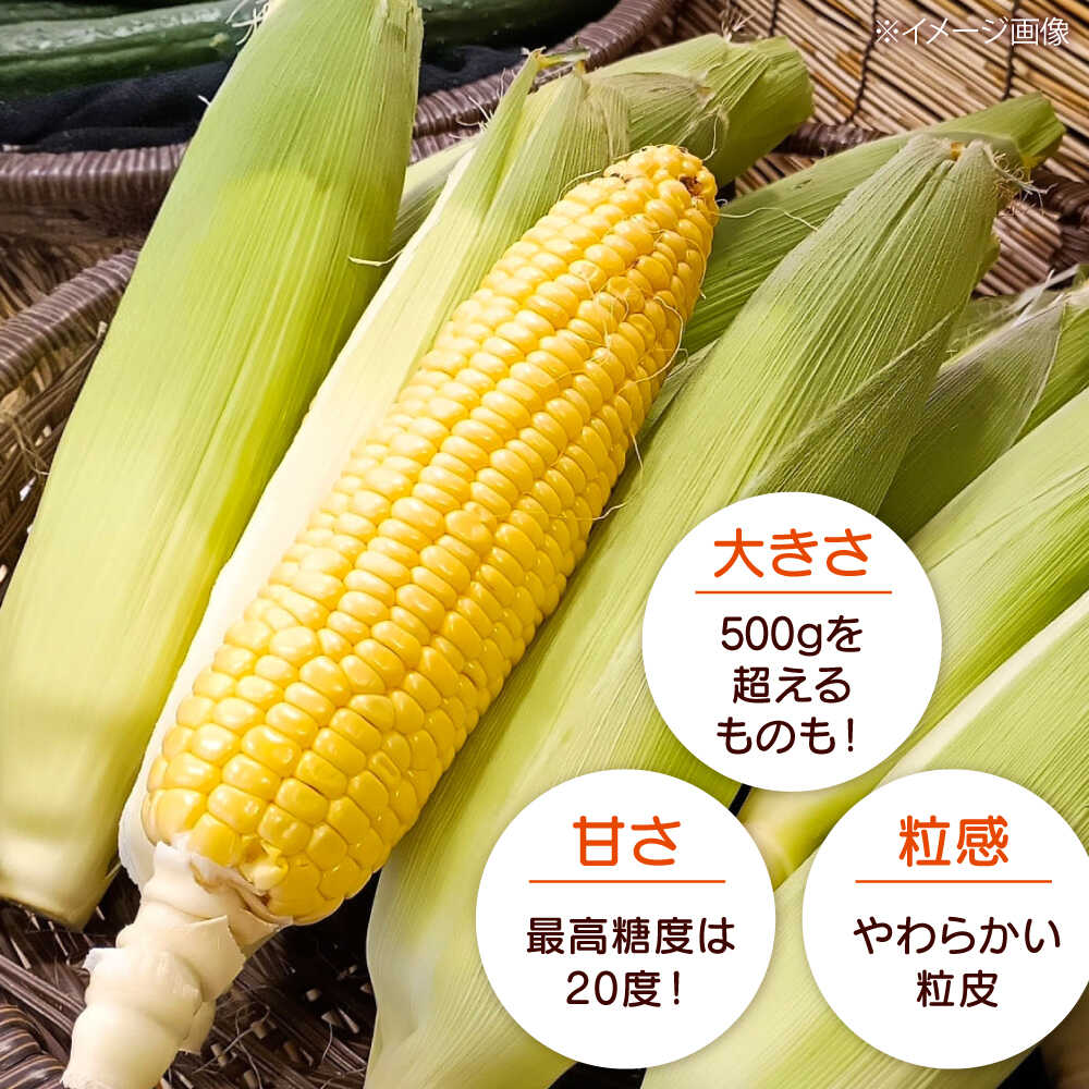 【ふるさと納税】【2026年8月下旬発送予定】先行予約 北海道 厚真産とうもろこし おおもの《厚真町》【(株)厚真ファーム】旬の野菜 夏野菜 大粒 高糖度 甘い トウモロコシ トウキビ 唐黍 コーン [AXAE001] 15000 15000円 - 画像2