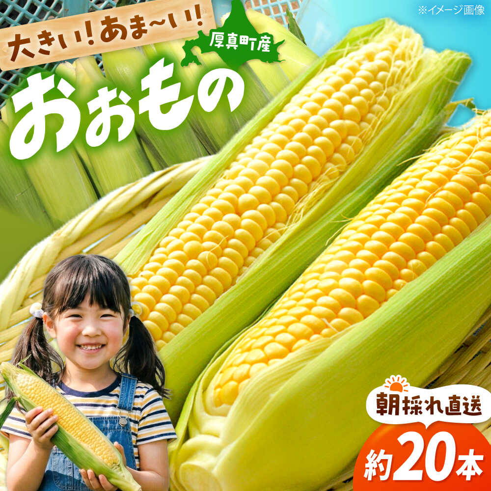 【2026年8月下旬発送予定】先行予約 北海道 厚真産とうもろこし おおもの《厚真町》【(株)厚真ファーム】旬の野菜 夏野菜 大粒 高糖度 甘い トウモロコシ トウキビ 唐黍 コーン [AXAE001] 15000 15000円