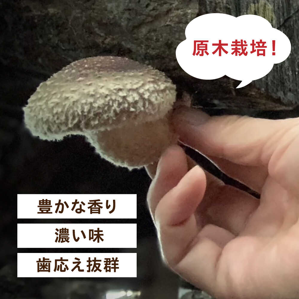 【ふるさと納税】【北海道】原木 乾燥しいたけ 150g（30g×5パック）《厚真町》【株式会社きたい】 乾燥 しいたけ 椎茸 きのこ キノコ 小分け 北海道 [AXAI002] - 画像3