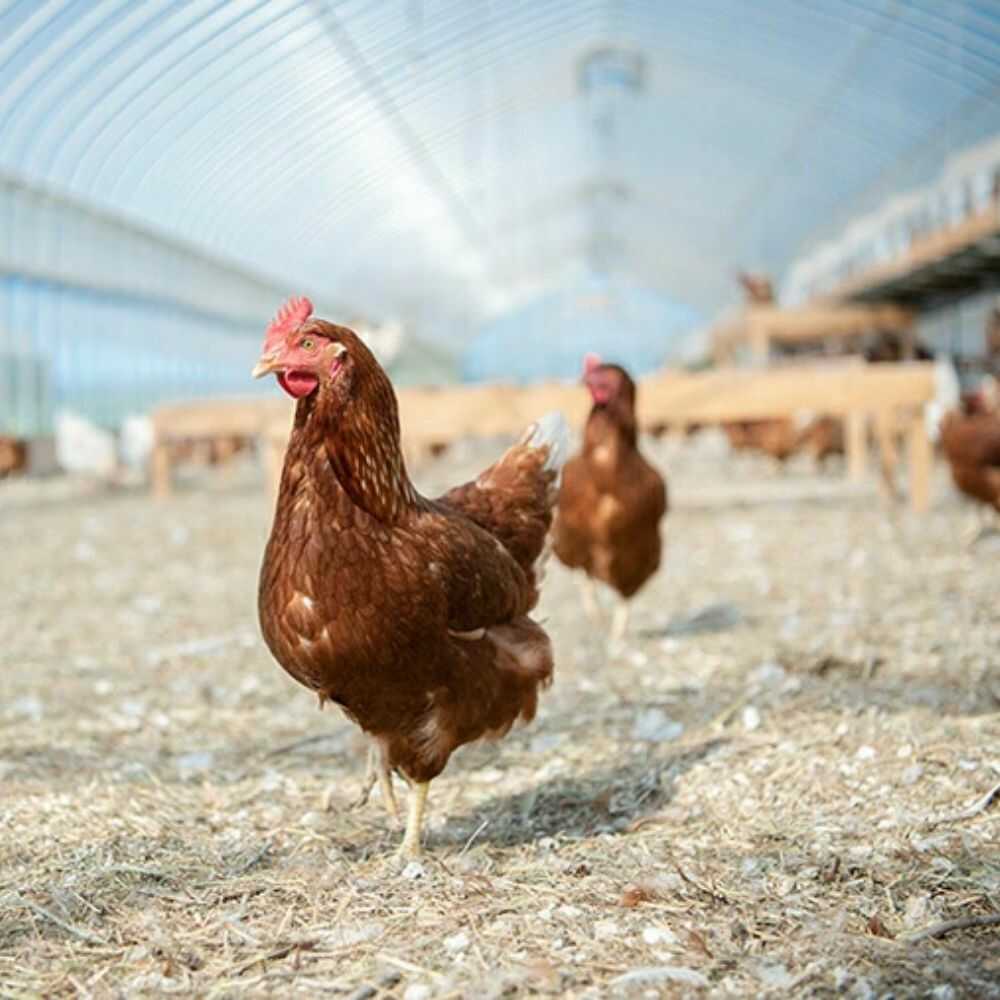 【ふるさと納税】平飼い有精卵使用！絶品マヨネーズ 1本 選べるお届け回数《厚真町》【テンアール株式会社】 マヨネーズ マヨ 調味料 たまご 卵 鶏卵 玉子 生卵 平飼い 北海道 [AXAN016/AXAN107/AXAN108/AXAN109/AXAN110] 6000 6000円 サムネイル3