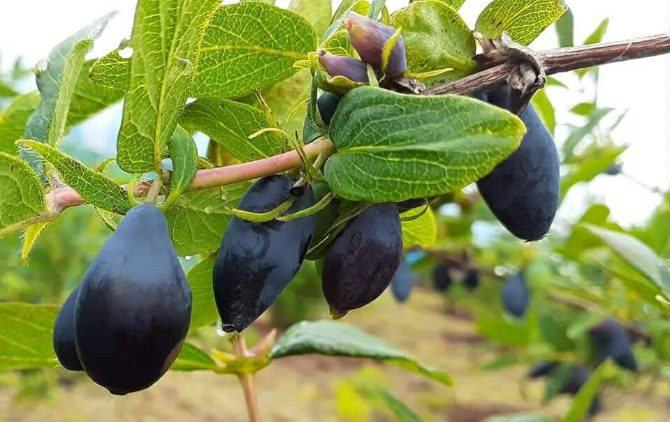 【ふるさと納税】北海道厚真町産ハスカップシロップ3瓶セット《厚真町》【株式会社知熊屋】 [AXBN004] サムネイル3