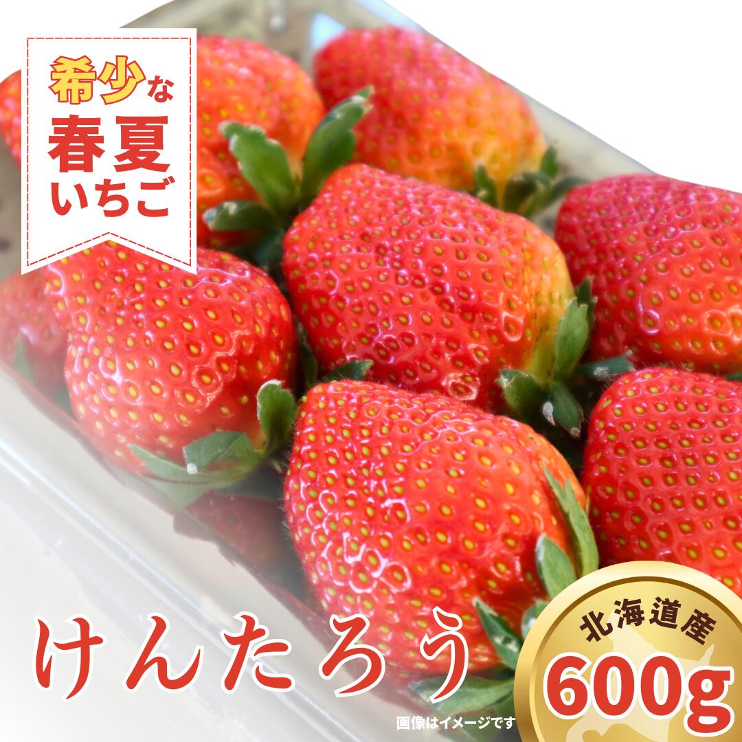 【先行予約 2026年5月発送！】春夏イチゴ「けんたろう」計600g 【こばやしいちご農園】[AXBT001] 春いちご 夏いちご 苺 北海道