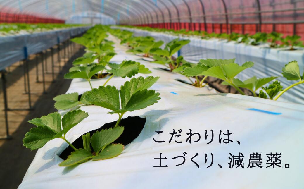 【ふるさと納税】【先行予約 2026年5月発送！】春夏イチゴ「ゆきララ」計600g 【こばやしいちご農園】[AXBT002] 春いちご 夏いちご 苺 イチゴ 北海道 サムネイル3