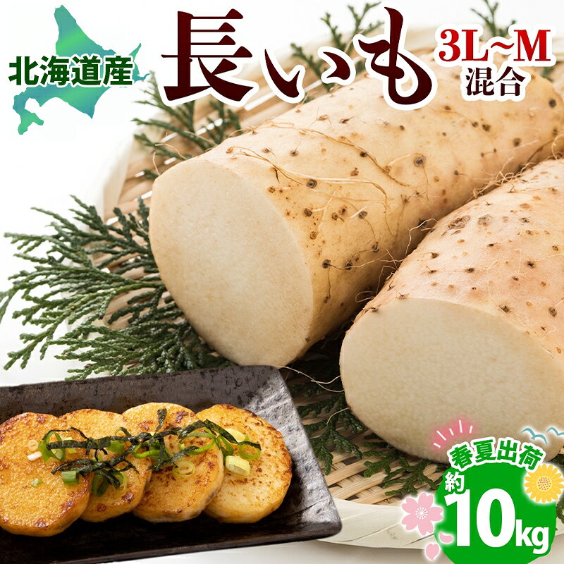 北海道産 長いも 春夏出荷 約10kg 2026年5月上旬～6月下旬頃お届け 長芋 ながいも とろろ 農作物 野菜 新鮮 根菜 山かけ 産地直送 お取り寄せ 送料無料 冷蔵 北海道 洞爺湖町　お届け：2026年5月上旬～6月下旬まで