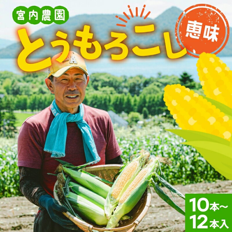 北海道産 とうもろこし 糖度20度以上 恵味 めぐみ 2L 10～12本 2026年7月下旬～8月下旬頃にお届け 先行受付 朝採り トウモロコシ スイート コーン 旬 夏 野菜 新鮮 産地直送 宮内農園 洞爺湖町　お届け：2026年7月下旬～8月下旬頃まで