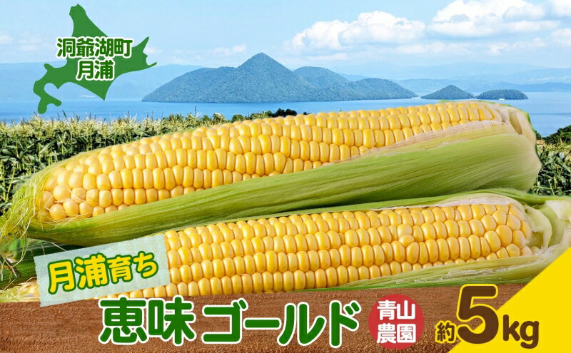 【ふるさと納税】北海道 月浦 めぐみ ゴールド 5kg 先行受付 8月下旬～9月中旬頃にお届け とうもろこしトウモロコシ とうきび 恵味 スイート コーン 旬 野菜 甘い 大粒 人気 朝採り 産地直送 青山農園 送料無料 洞爺湖 　お届け：2026年8月中旬～9月中旬頃まで - 画像2