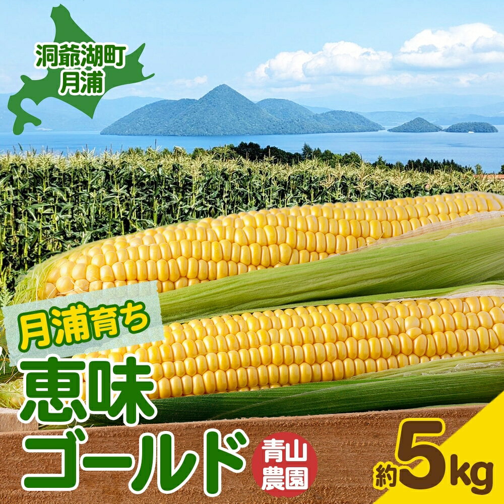 北海道 月浦 めぐみ ゴールド 5kg 先行受付 8月下旬～9月中旬頃にお届け とうもろこしトウモロコシ とうきび 恵味 スイート コーン 旬 野菜 甘い 大粒 人気 朝採り 産地直送 青山農園 送料無料 洞爺湖 　お届け：2026年8月中旬～9月中旬頃まで