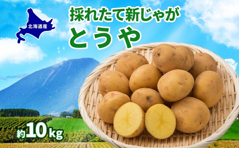 【ふるさと納税】北海道 とうや L～LM 約10kg 2026年9月中旬より順次出荷 新じゃが じゃがいも ジャガイモ じゃが芋 馬鈴薯 黄爵 芋 いも イモ 旬 野菜 農作物 カレー シチュー肉じゃが 北海道産 丸田農園 送料無料 洞爺湖町　お届け：2026年9月中旬より順次出荷 - 画像2
