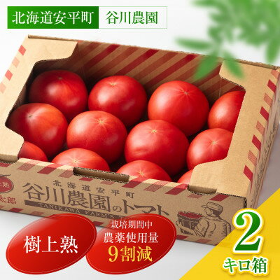 【先行予約】樹上熟3段採り 桃太郎トマト / 正品2kg箱(10～15玉入)【配送不可地域：離島】【1472504】