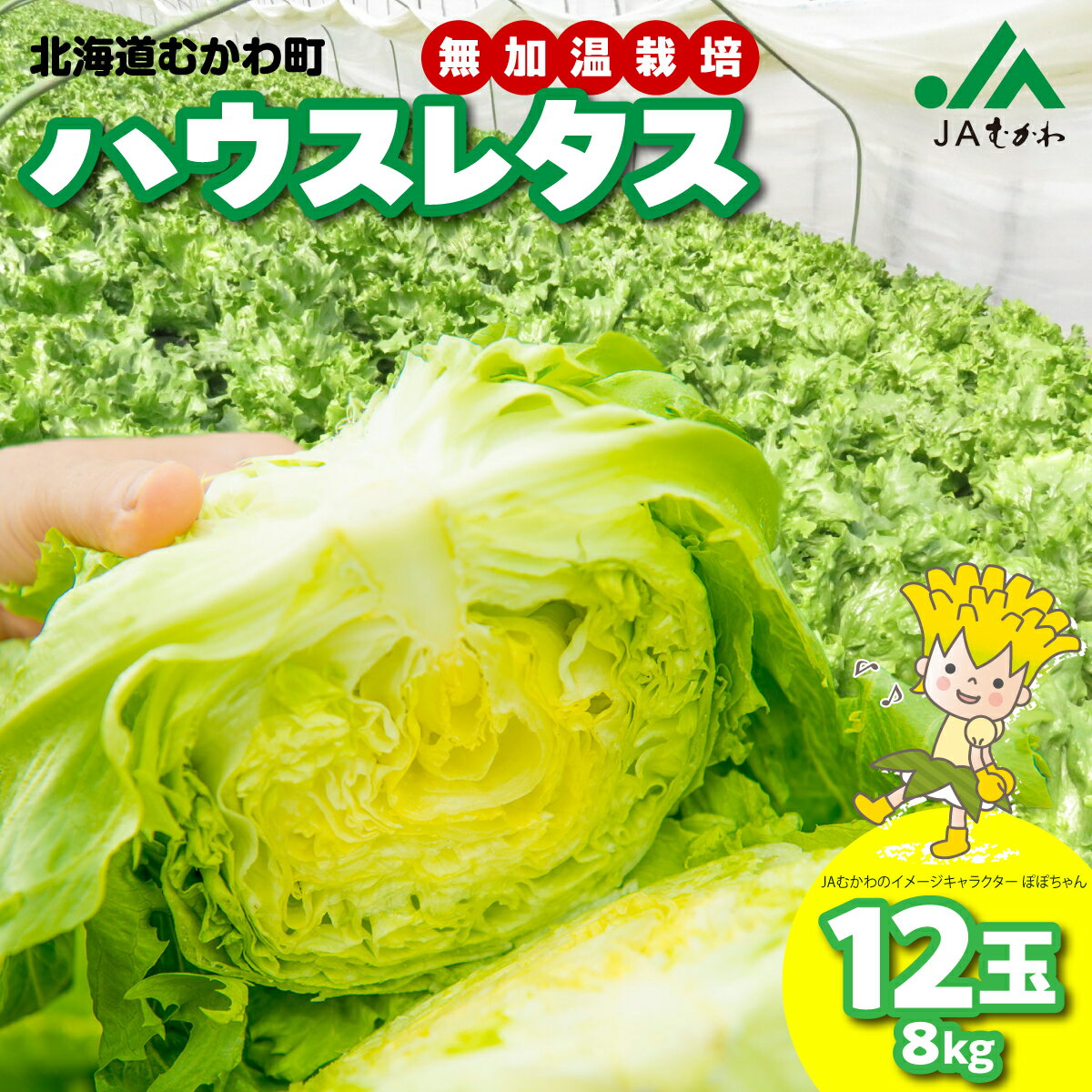 ＜2026年3月下旬より発送＞ハウスレタス 【 ふるさと納税 人気 おすすめ ランキング レタス ハウスレタス 野菜 サラダ こだわり ご当地 むかわ 鵡川 北海道 むかわ町 送料無料 】 MKWAL1001