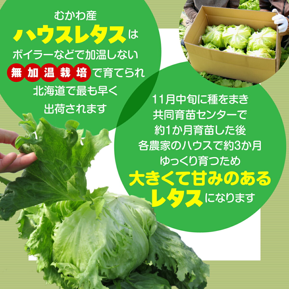 【ふるさと納税】＜2026年3月下旬より発送＞ハウスレタス 【 ふるさと納税 人気 おすすめ ランキング レタス ハウスレタス 野菜 サラダ こだわり ご当地 むかわ 鵡川 北海道 むかわ町 送料無料 】 MKWAL1001 - 画像2