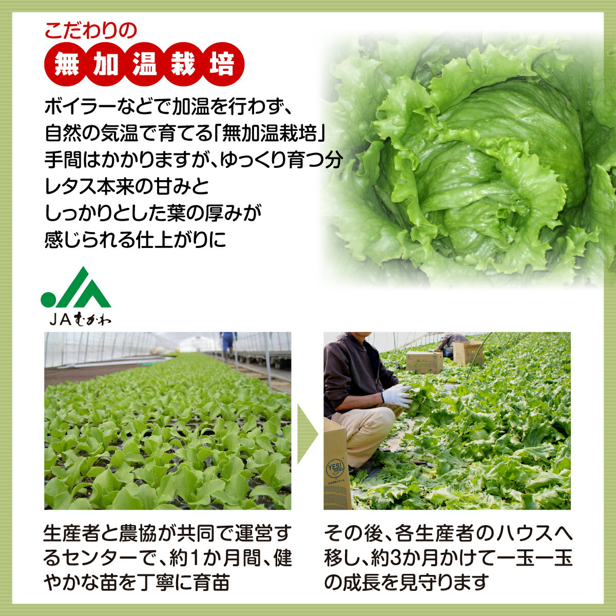 【ふるさと納税】＜2026年3月下旬より発送＞ハウスレタス 【 ふるさと納税 人気 おすすめ ランキング レタス ハウスレタス 野菜 サラダ こだわり ご当地 むかわ 鵡川 北海道 むかわ町 送料無料 】 MKWAL1001 - 画像3