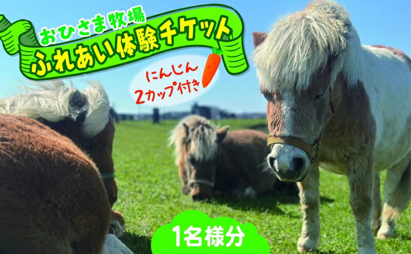 【ふるさと納税】おひさま牧場 ふれあい体験チケット 1名分 にんじん2カップ付き ふれあい チケット ふれあい体験 体験 ミニチュアホース ホース 馬 ふれあい牧場 牧場 体験券 券 ふれあいチケット 動物 北海道 日高町 サムネイル2