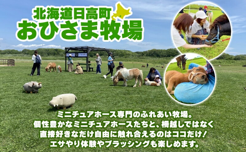 【ふるさと納税】おひさま牧場 ふれあい体験チケット 1名分 にんじん2カップ付き ふれあい チケット ふれあい体験 体験 ミニチュアホース ホース 馬 ふれあい牧場 牧場 体験券 券 ふれあいチケット 動物 北海道 日高町 サムネイル3
