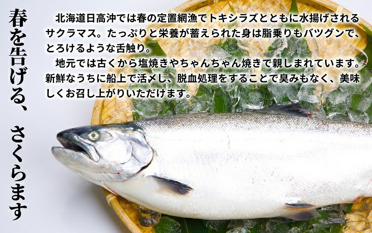 【ふるさと納税】【訳アリ】北海道日高産 天然「チェリーサーモン」切身18切(個包装)[15-532] 北海道 浦河 ふるさと納税 天然 日高産 チェリーサーモン サクラマス 切身 個包装 送料無料 サムネイル2