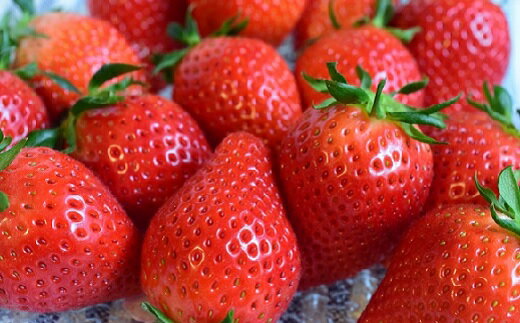 【ふるさと納税】【先行受付開始！】北海道浦河産いちご「やよいひめ」230g×3P[13-883] 北海道 浦河 ふるさと納税 いちご 苺 やよいひめ 送料無料 サムネイル3