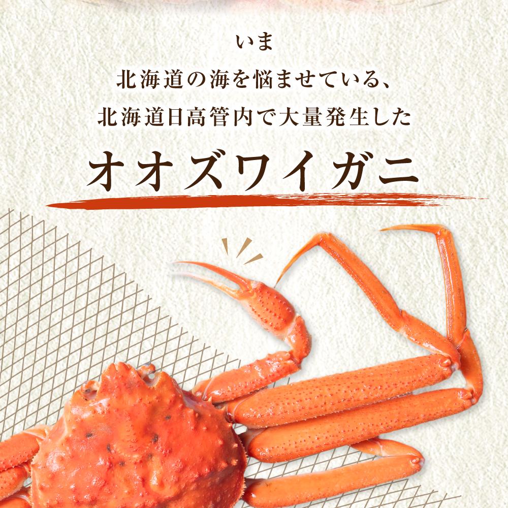 【ふるさと納税】「訳あり」オオズワイガニボイル　中サイズ　3～4尾　約900g | 蟹 魚介類 水産 食品 人気 おすすめ 送料無料 サムネイル3