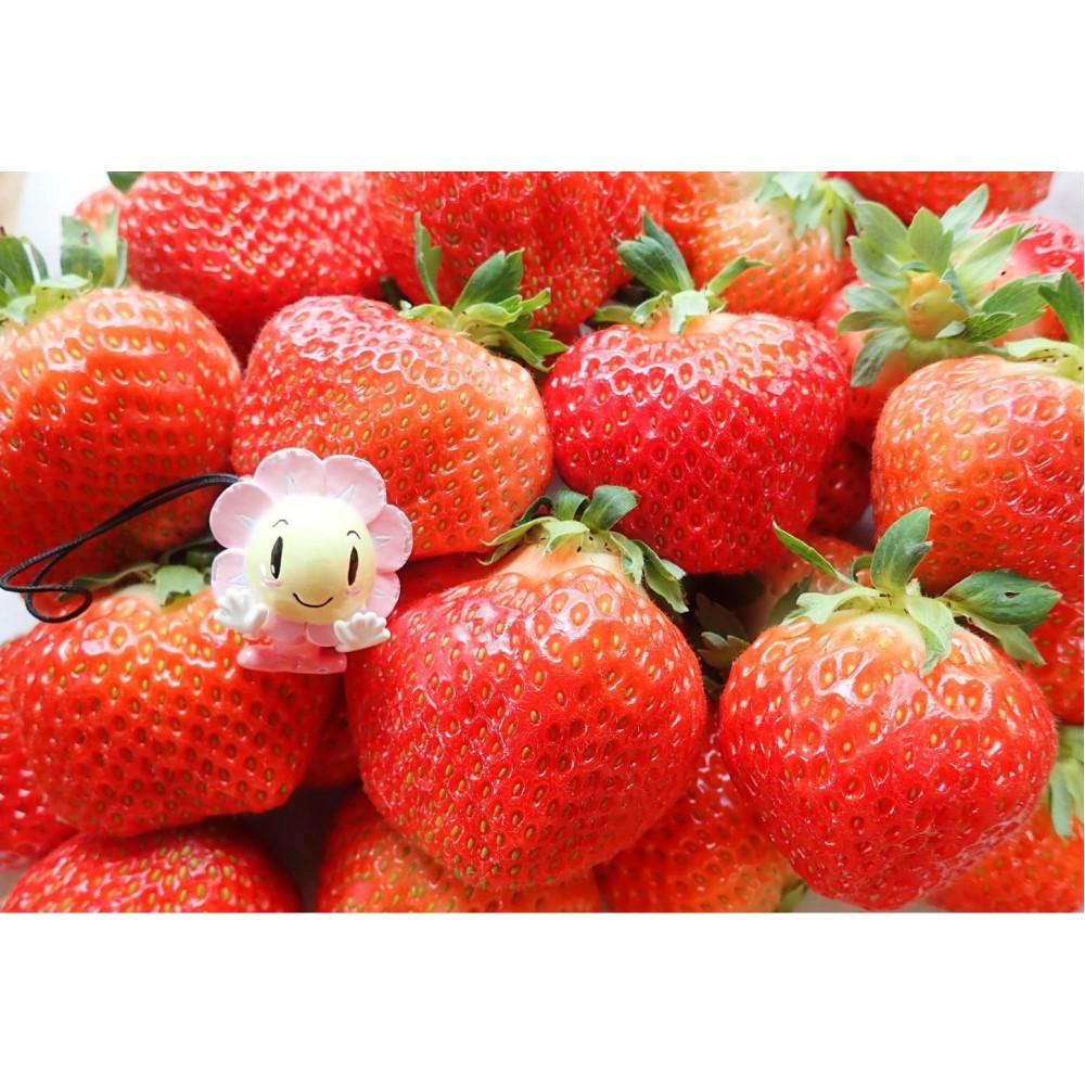 【ふるさと納税】北海道産いちごリキュール　EMAWRI　300ml×1本 | お酒 さけ 人気 おすすめ 送料無料 ギフト サムネイル3