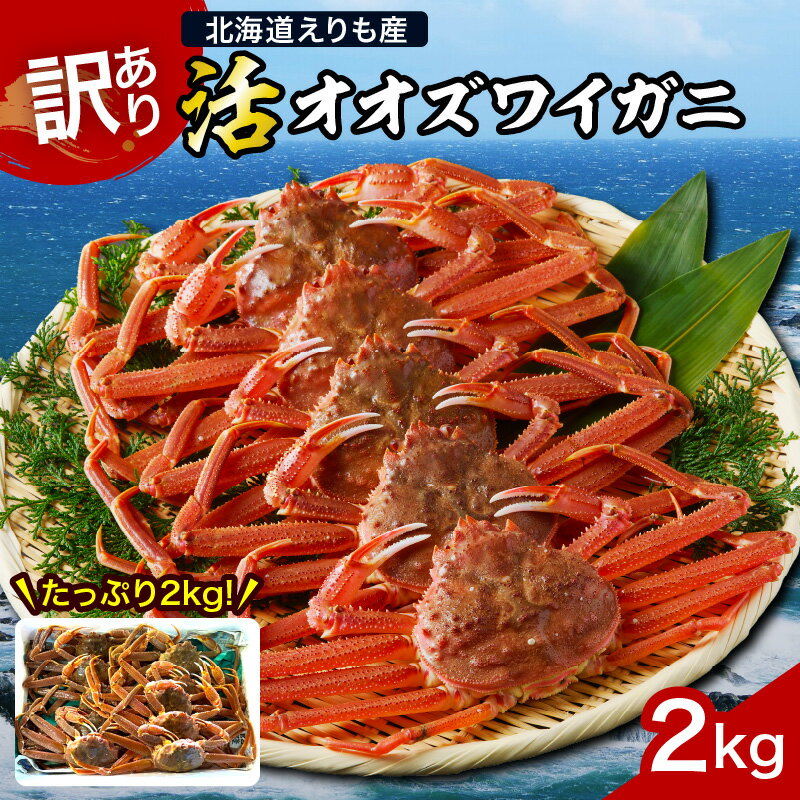 高評価 訳あり 北海道産 活 オオズワイガニ 姿 2kg 冷蔵発送 / 大ズワイ 大ズワイガニ ズワイガニ ズワイ 蟹 かに カニ味噌 訳アリ 不揃い 規格外 魚介類 魚介 海鮮 海の幸 海産物 大容量 一杯 生 国産 北海道 えりも町
