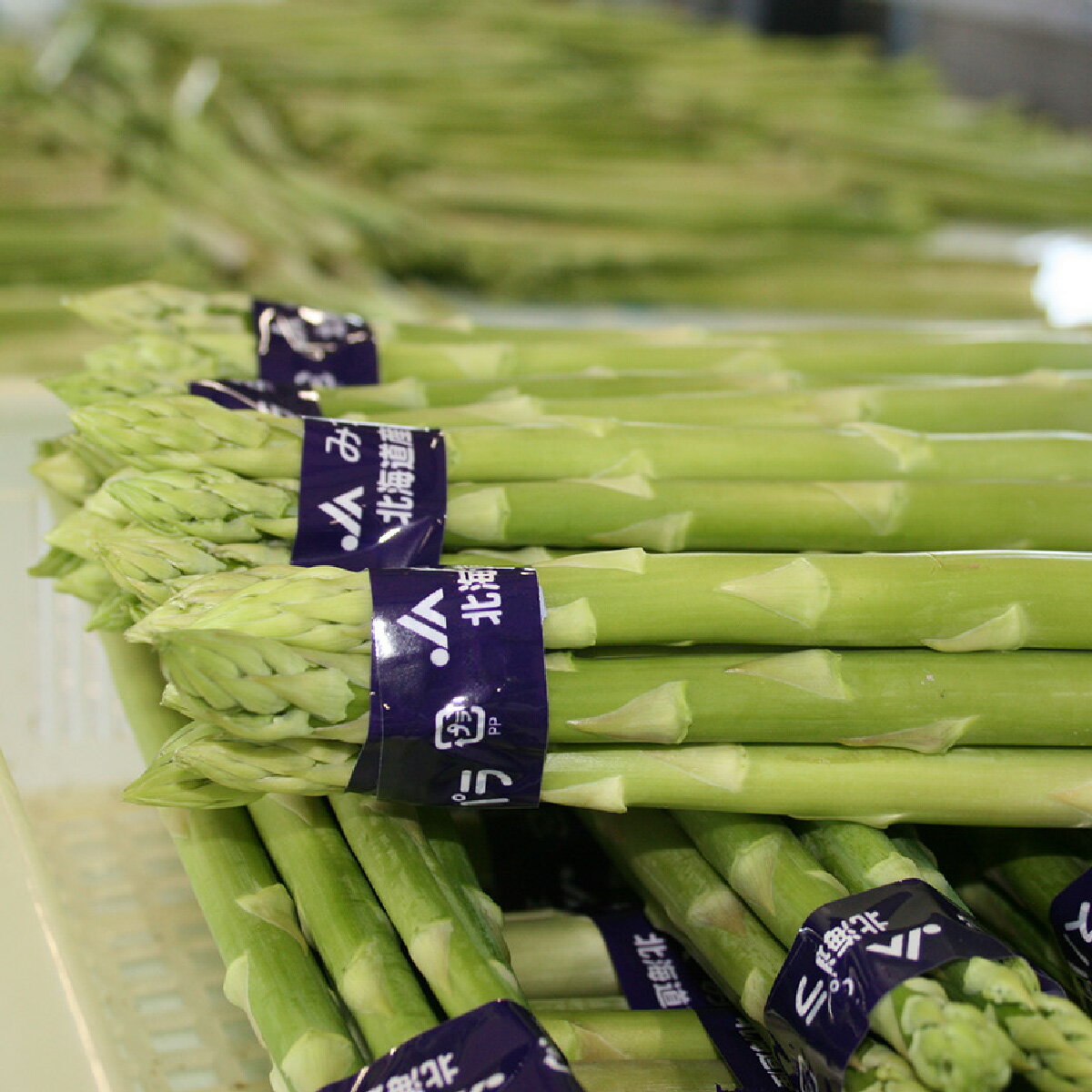 【ふるさと納税】 ＜ 2026年4月より発送 ＞ 北海道産 グリーンアスパラ M / L 混合 1.2kg グリーン アスパラ アスパラガス 冷蔵 新鮮 三石産 北海道 新ひだか町 ＜ 予約受付 ＞ サムネイル2