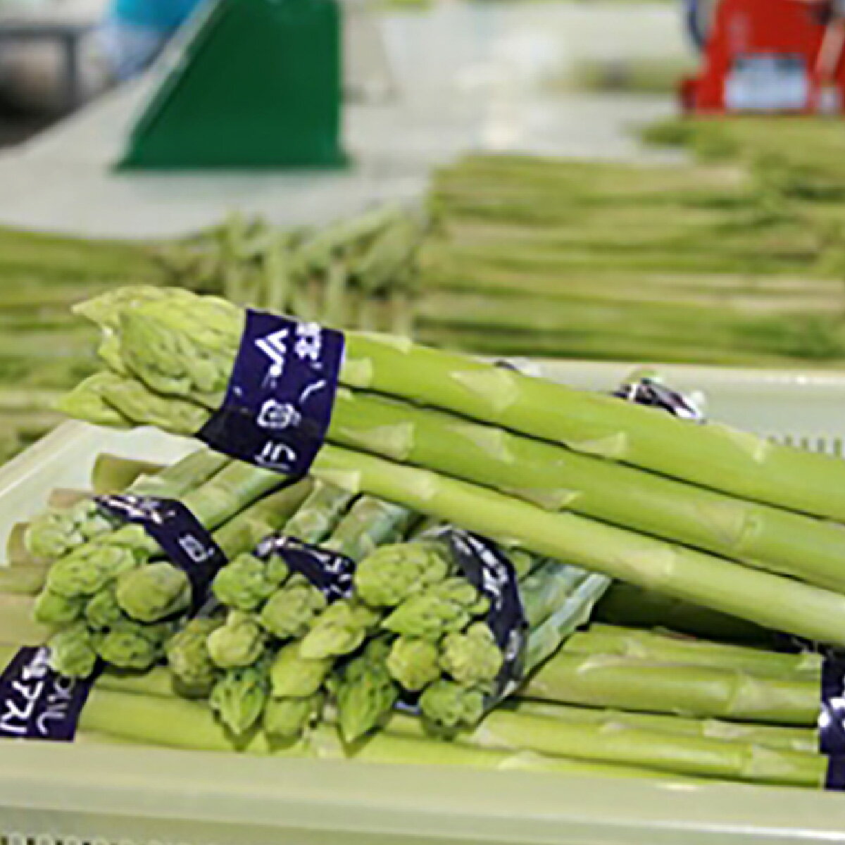 【ふるさと納税】 ＜ 2026年4月より発送 ＞ 北海道産 グリーンアスパラ M / L 混合 1.2kg グリーン アスパラ アスパラガス 冷蔵 新鮮 三石産 北海道 新ひだか町 ＜ 予約受付 ＞ サムネイル3