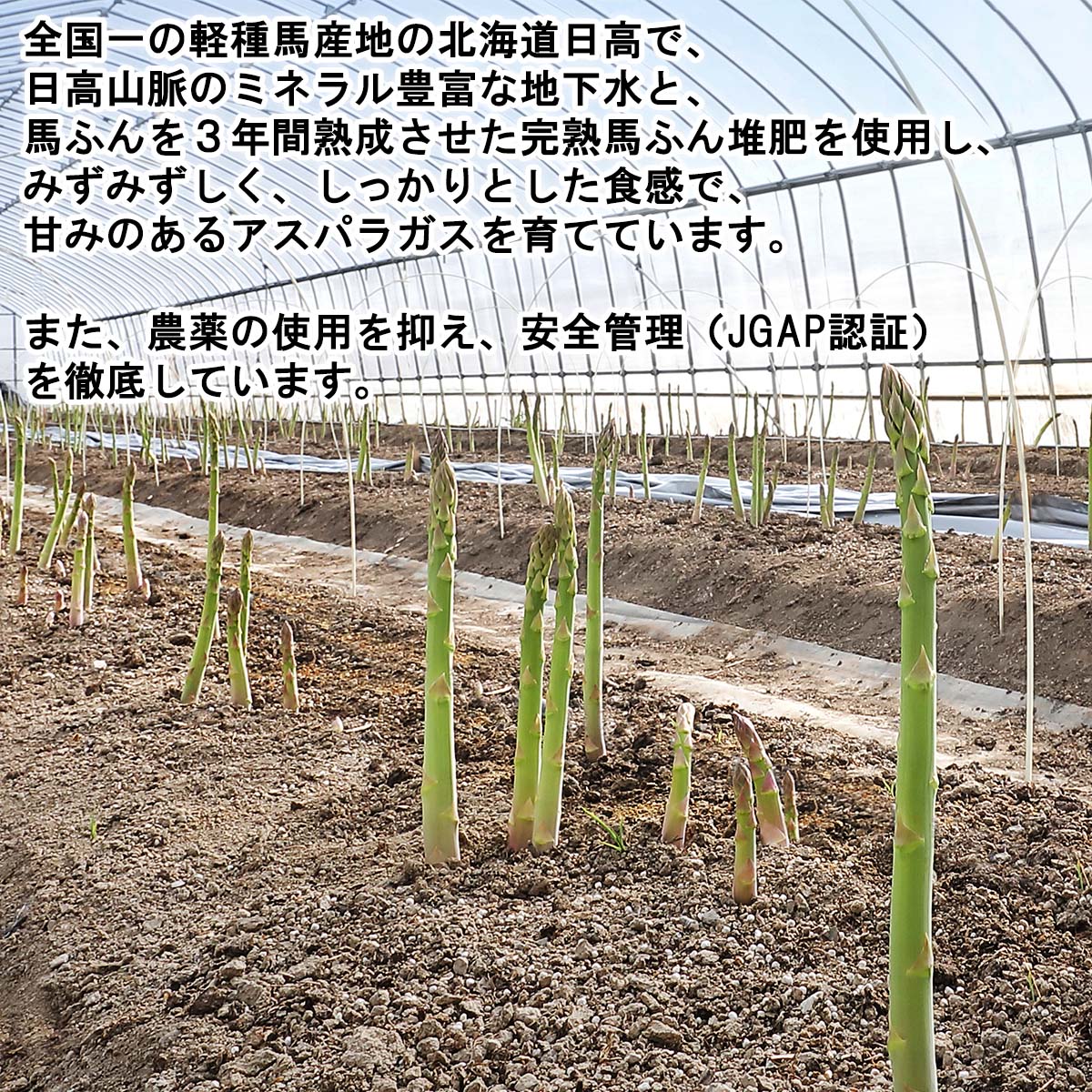 【ふるさと納税】 ＜4月中旬より順次発送＞ 北海道産 春採り グリーン アスパラガス 計 1kg M サイズ グリーン アスパラ ふるさと納税 アスパラガス 冷蔵 旬 野菜 サラダ 北海道 新ひだか町 ＜予約受付＞ - 画像3