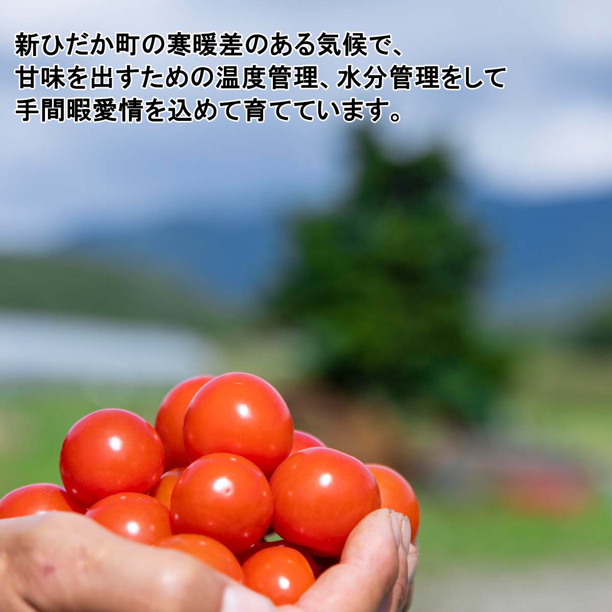 【ふるさと納税】 ＜ 2026年8月上旬より発送 ＞ 北海道産 カラフルトマト 1kg ミニトマト 冷蔵 カラフル とまと トマト ＃にじいろとまと 北海道 新ひだか町 ＜ 予約受付 ＞ - 画像2