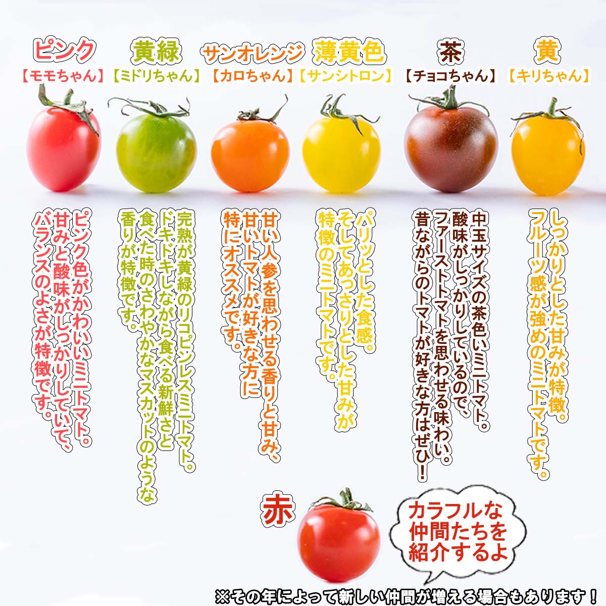 【ふるさと納税】 ＜ 2026年8月上旬より発送 ＞ 北海道産 カラフルトマト 1kg ミニトマト 冷蔵 カラフル とまと トマト ＃にじいろとまと 北海道 新ひだか町 ＜ 予約受付 ＞ - 画像3