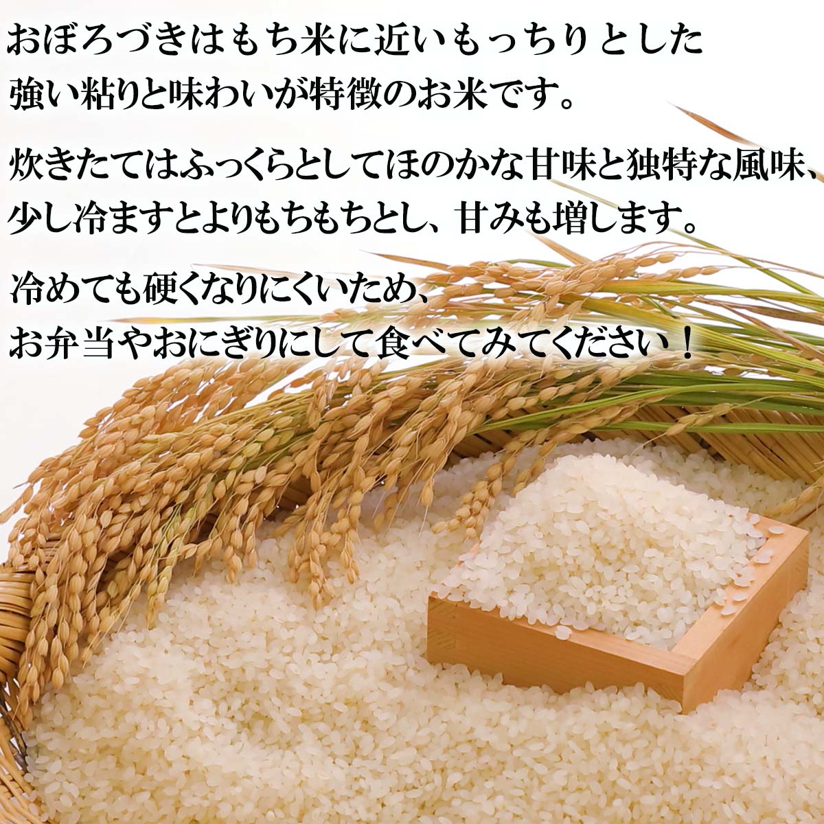 【ふるさと納税】 令和7年度産 北海道米 おぼろづき 白米 5kg 希少米 白米 精米 米 お米 お弁当 おにぎり 常温 北海道 新ひだか町 - 画像2