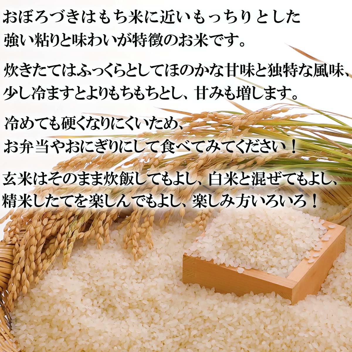 【ふるさと納税】 令和7年度産 北海道米 おぼろづき 玄米 10kg (5kg×2) 希少米 米 お米 お弁当 おにぎり 常温 北海道 新ひだか町 - 画像2