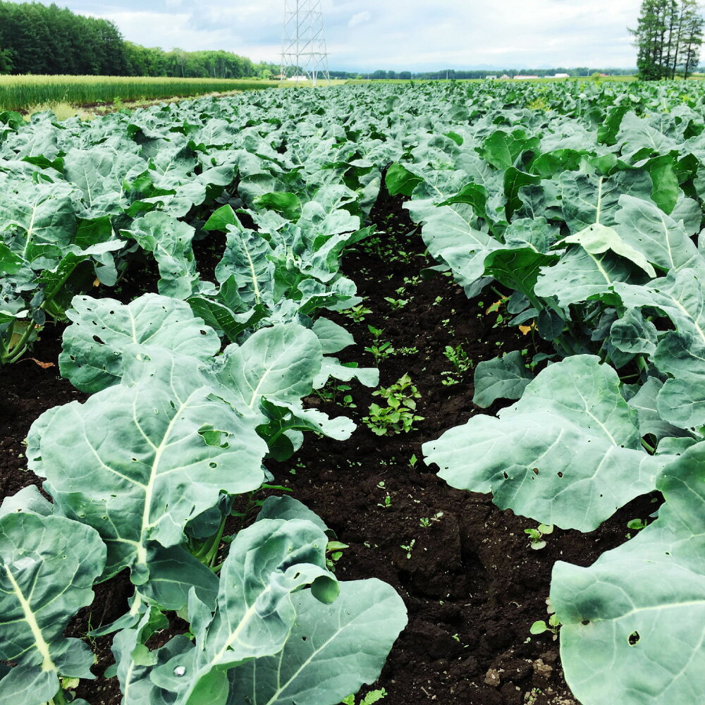 【ふるさと納税】［先行受付］北海道十勝産 ブロッコリー5玉セット【B19】 2026年9月下旬頃より順次発送予定 ブロッコリー 枝付き やさい 野菜 緑黄色野菜 セット 冷蔵 国産 数量限定 北海道 音更町 送料無料 - 画像3