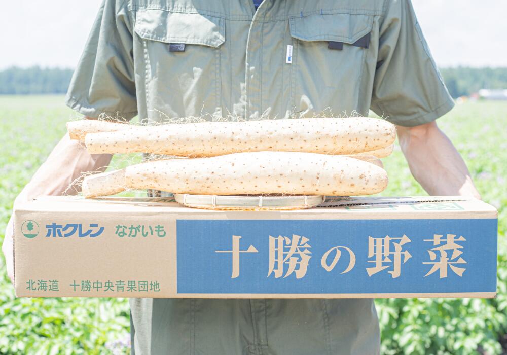 【ふるさと納税】北海道十勝産ながいも 6本セット【A51】 5kg 6本 2Lサイズ 長いも 長芋 ながいも 芋 いも イモ お芋 おいも 根菜 やさい 野菜 十勝 北海道 音更町 送料無料 - 画像2