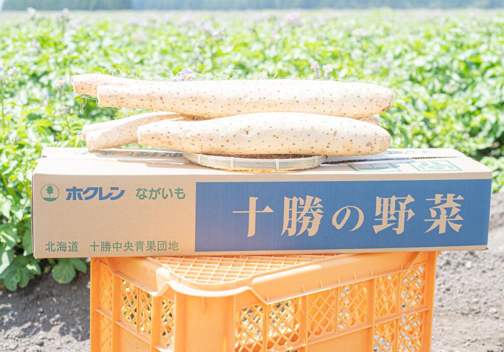 北海道十勝産ながいも 6本セット【A51】 5kg 6本 2Lサイズ 長いも 長芋 ながいも 芋 いも イモ お芋 おいも 根菜 やさい 野菜 十勝 北海道 音更町 送料無料