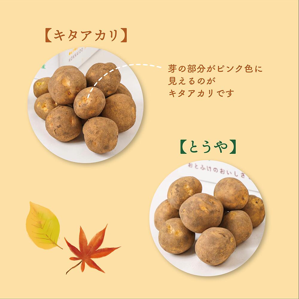 【ふるさと納税】[先行受付] 北海道おとふけ産 人気のじゃがいも 2種セット「キタアカリ・とうや」合計9kg 【B73】《2026年10月下旬より発送開始予定》じゃがいも ジャガイモ いも 芋 イモ おいも お芋 根菜 やさい 野菜 セット 国産 常温 北海道 音更町産 送料無料 - 画像2