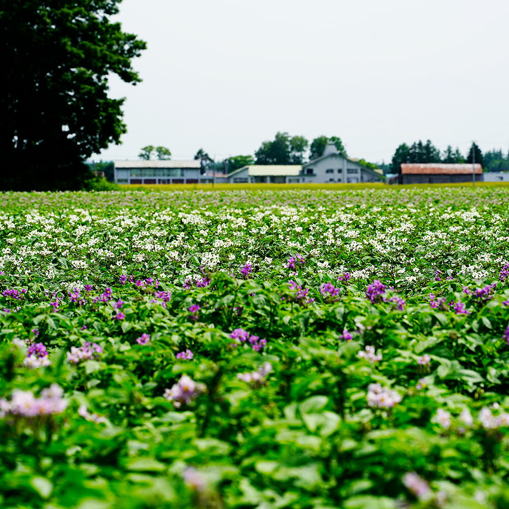 【ふるさと納税】[先行受付] 北海道おとふけ産 人気のじゃがいも 2種セット「キタアカリ・とうや」合計9kg 【B73】《2026年10月下旬より発送開始予定》じゃがいも ジャガイモ いも 芋 イモ おいも お芋 根菜 やさい 野菜 セット 国産 常温 北海道 音更町産 送料無料 - 画像3