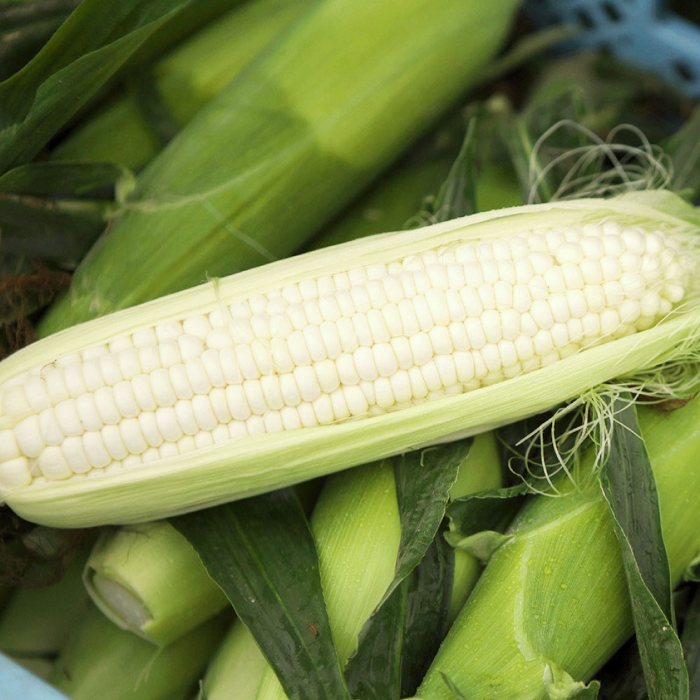 【ふるさと納税】［先行受付］北海道十勝産 木野シャイニングコーン12本セット【A15】2026年8月中旬頃より順次発送 とうもろこし トウモロコシ コーン シャイニングコーン 野菜 やさい 十勝 冷蔵 北海道 音更町 送料無料 - 画像3